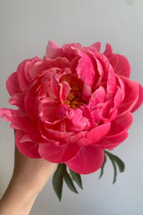 Peonies en masse