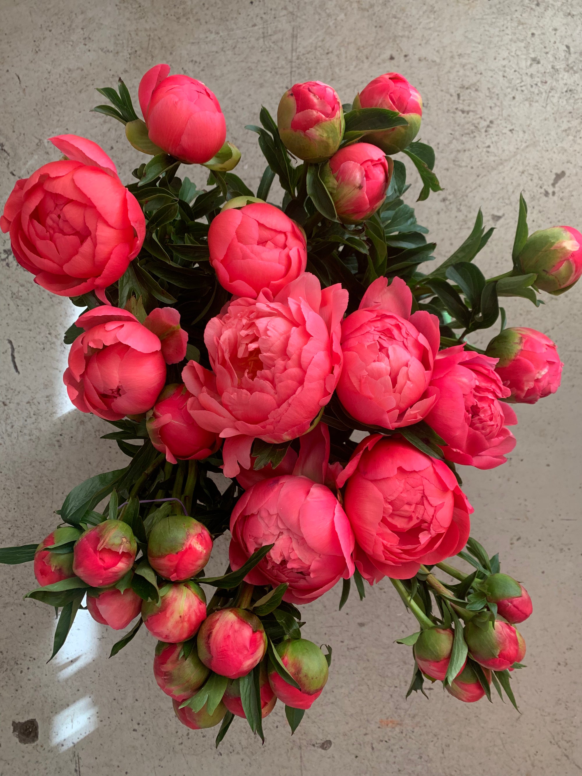 Peony Subscription