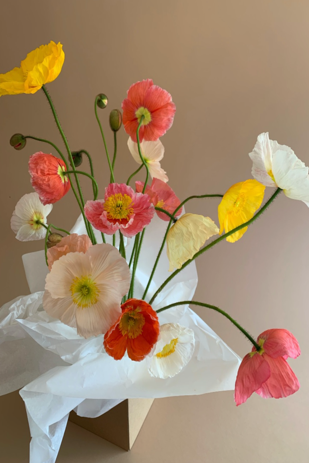 Flower of the Month - Poppies!