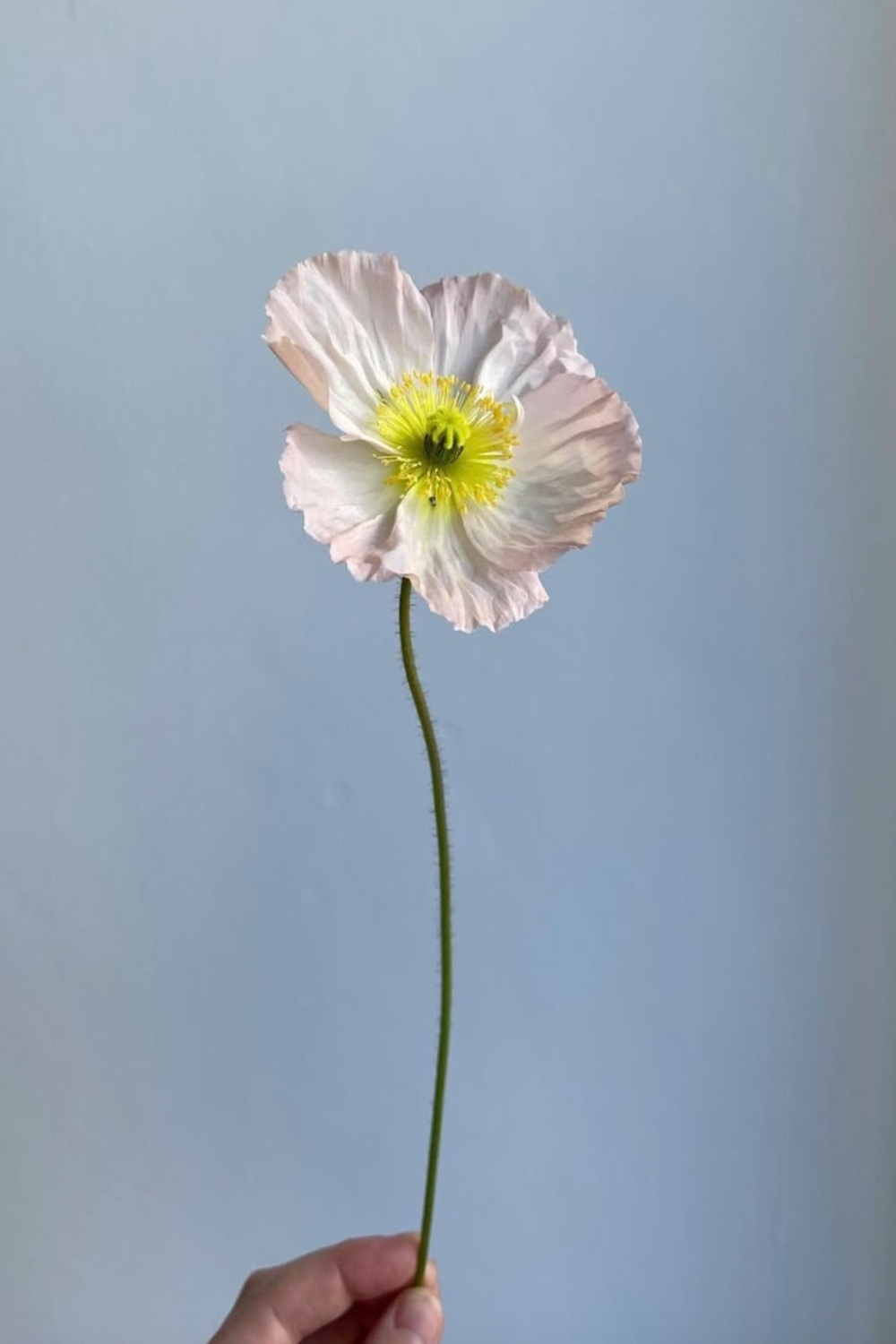 Poppies en masse