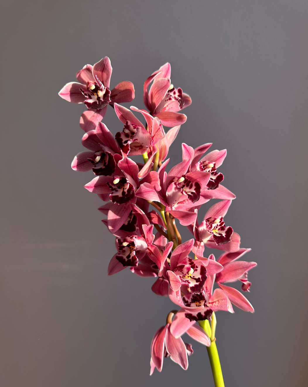 Orchids en masse