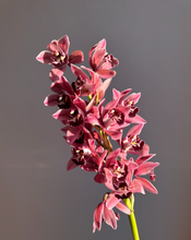 Load image into Gallery viewer, Orchids en masse
