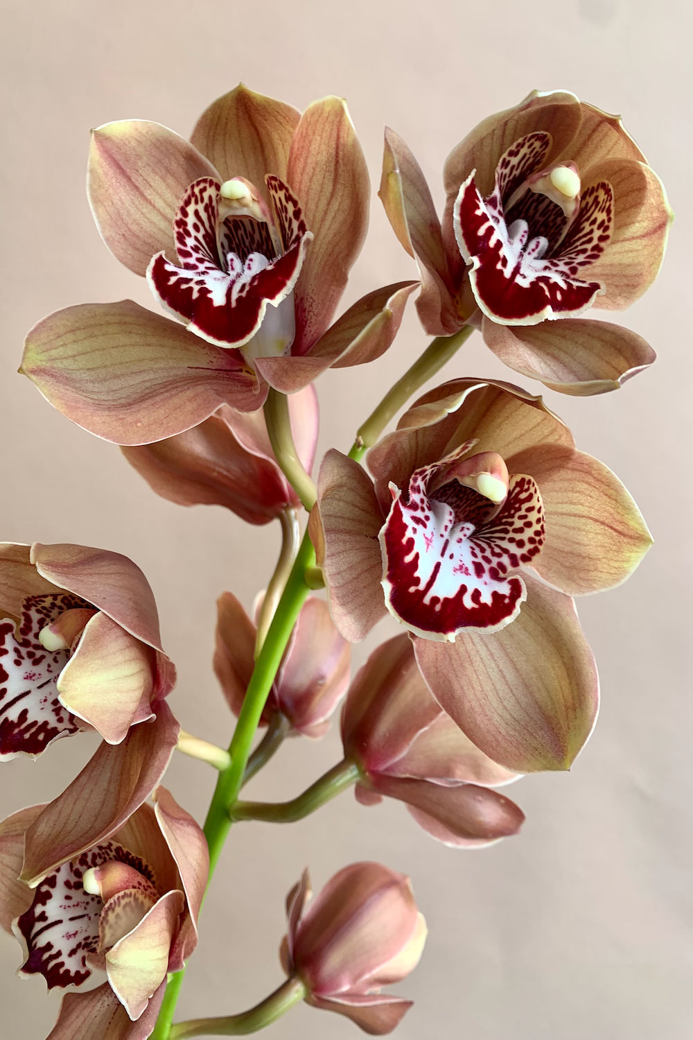 Orchids en masse
