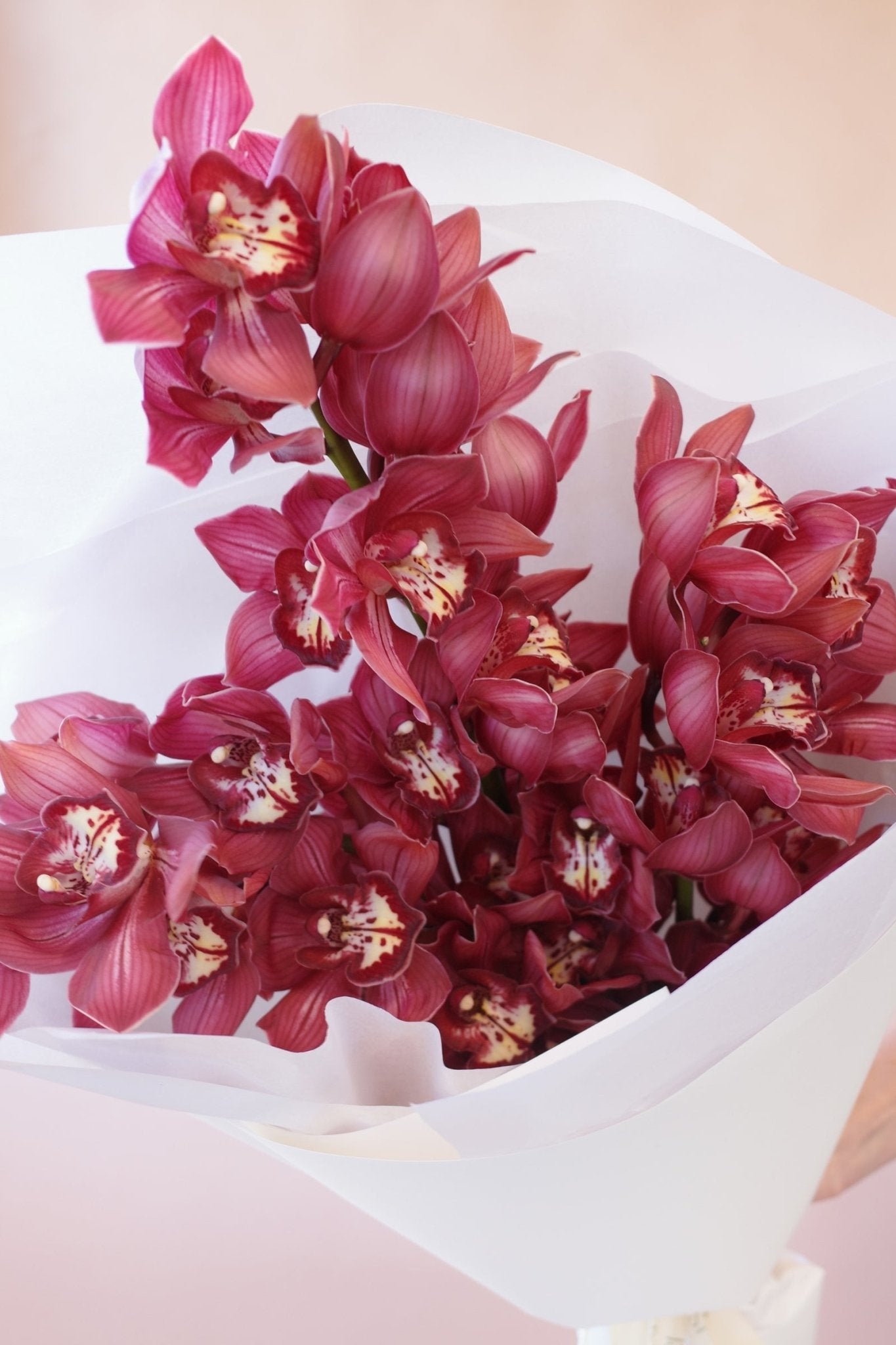 Orchids en masse - Isadia