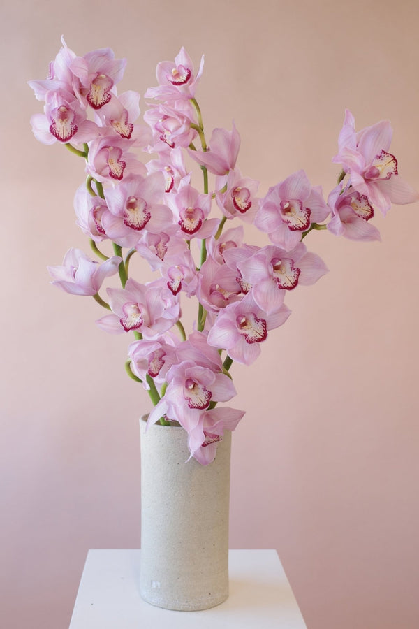 Orchids en masse - Isadia