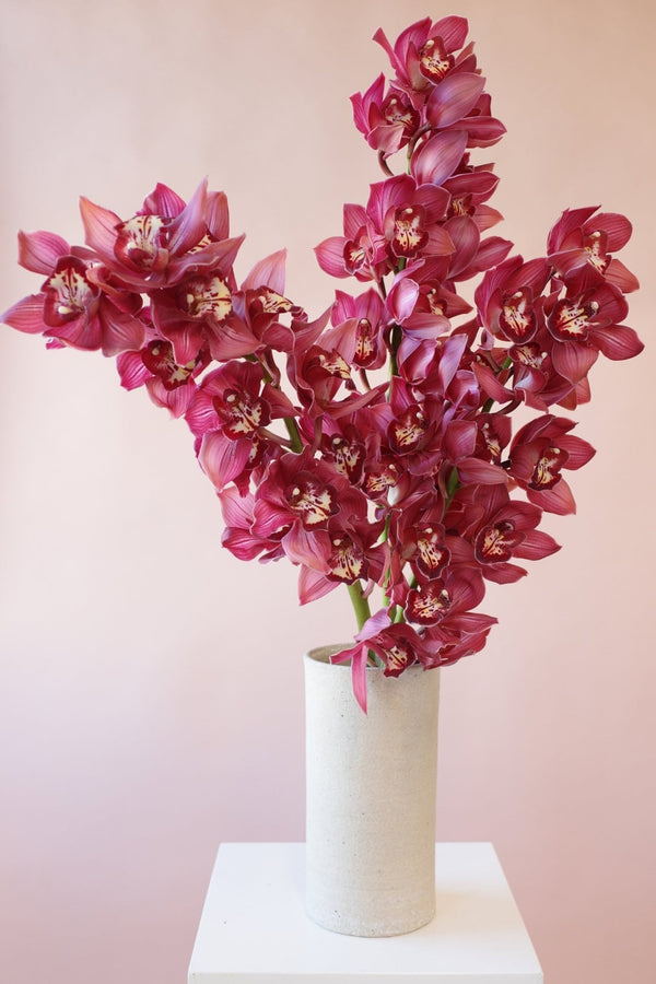Orchids en masse - Isadia