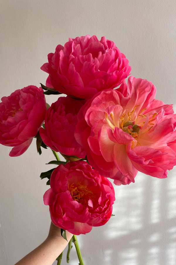 Peonies en masse - Isadia