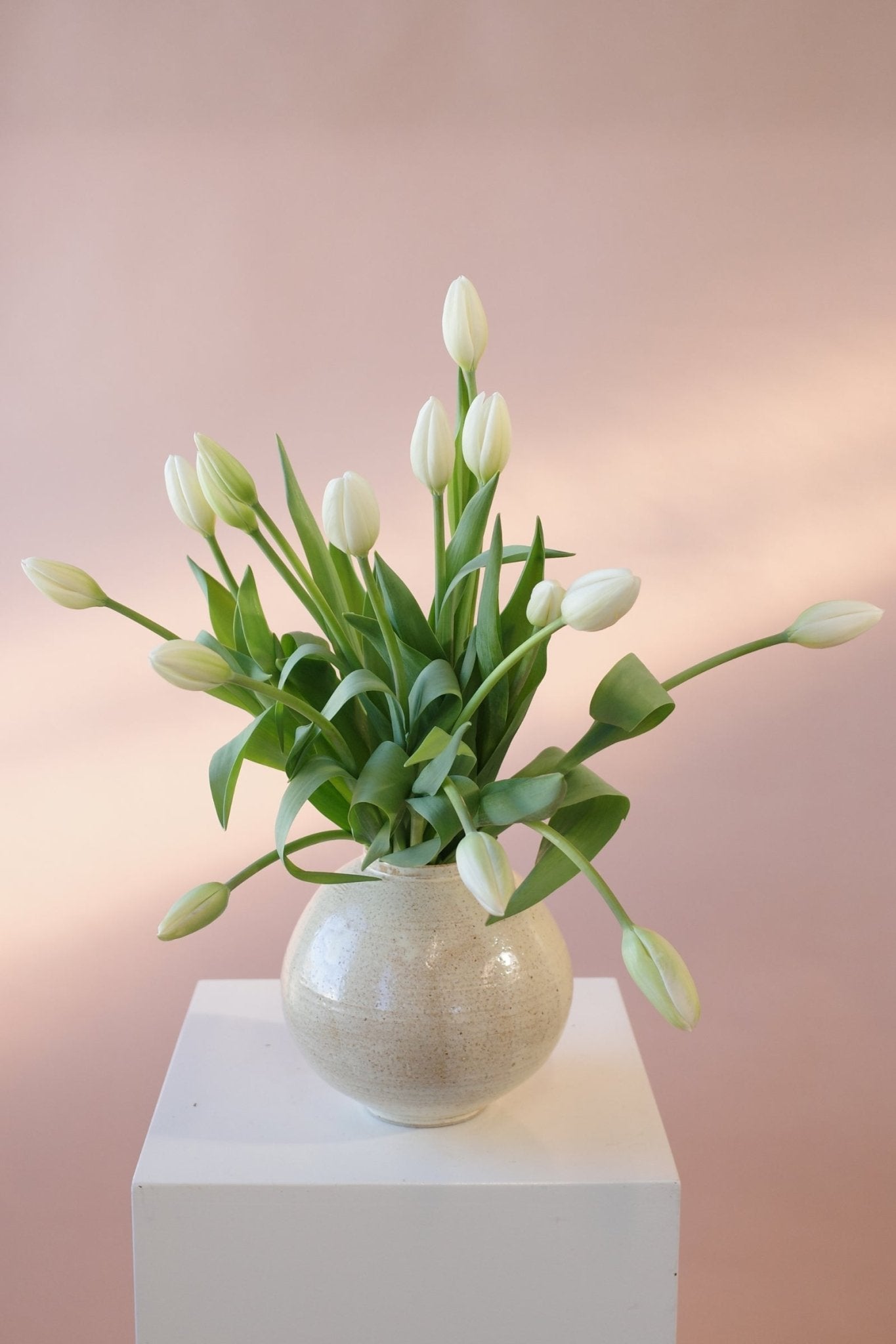 Tulips en masse - Isadia