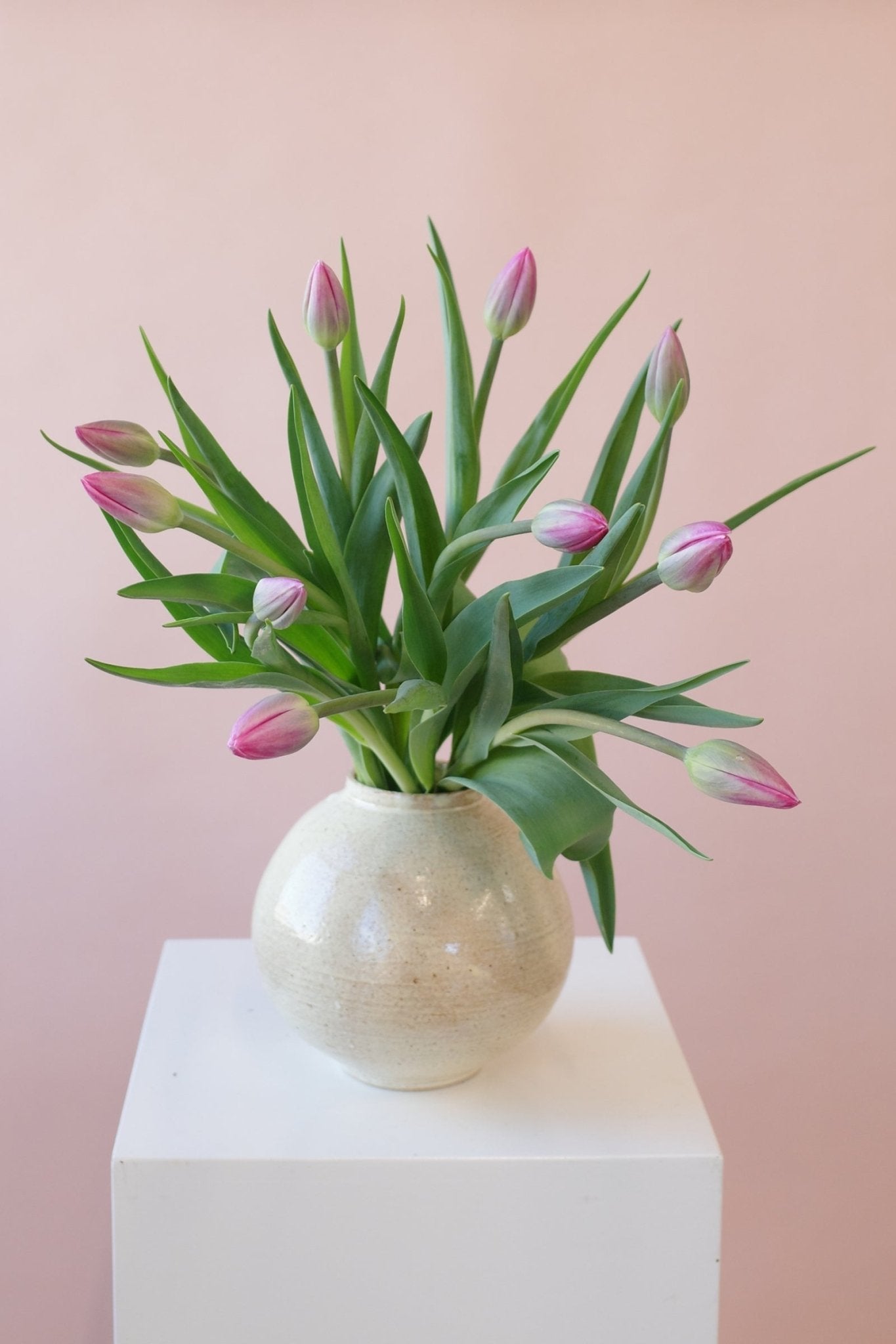 Tulips en masse - Isadia